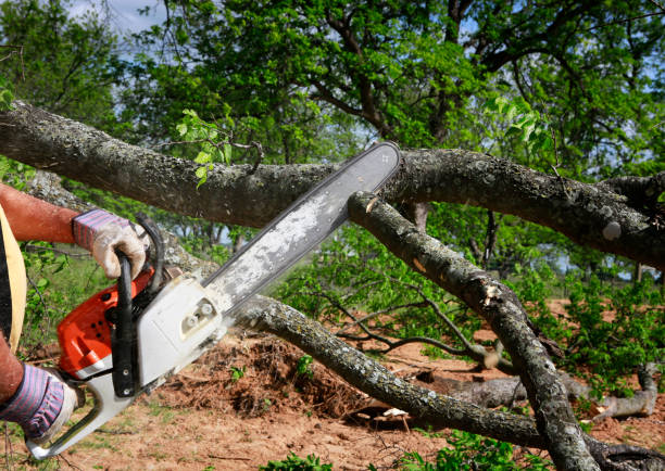  , USA Tree Service Pros